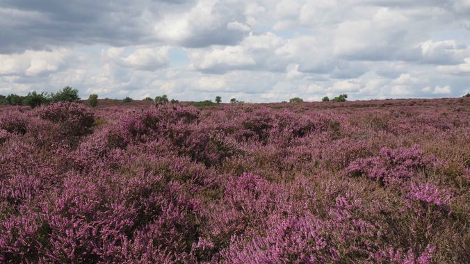 Purple heather on Dunwich Heath and Beach, Suffolk
